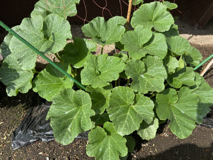 カボチャが生い茂った