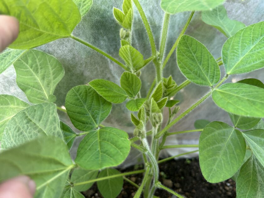 エダマメの成長