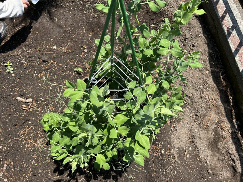 スナップエンドウの基本情報