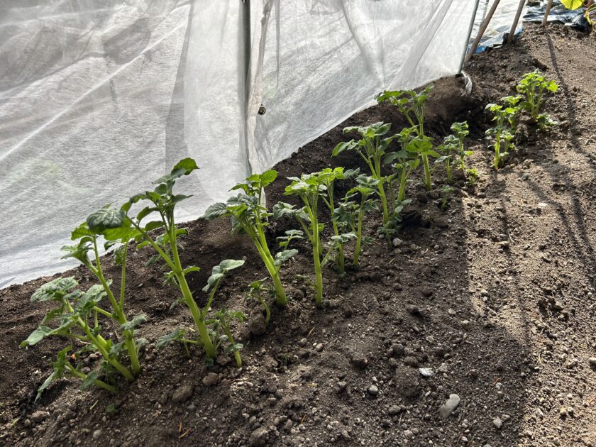 ジャガイモの成長