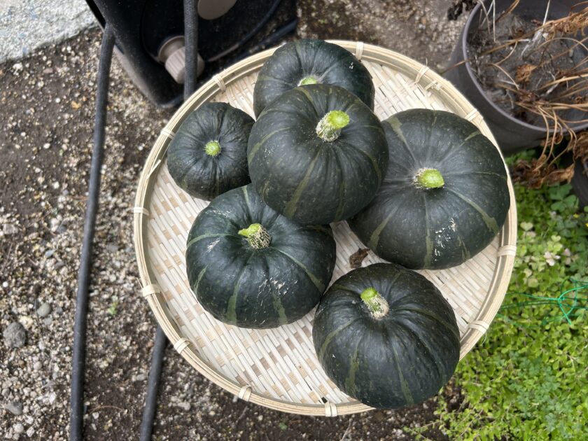 カボチャを収穫