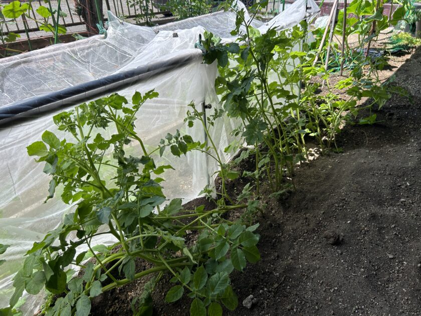 ジャガイモの成長