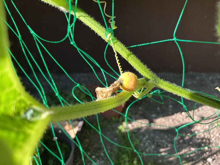 カボチャ　実着果