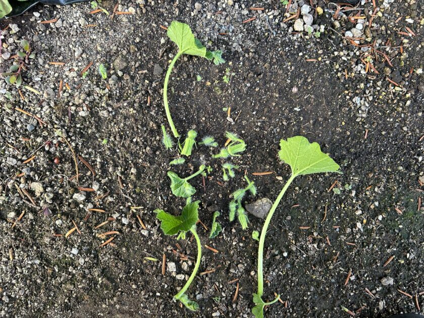 脇芽と雌花を摘み取る