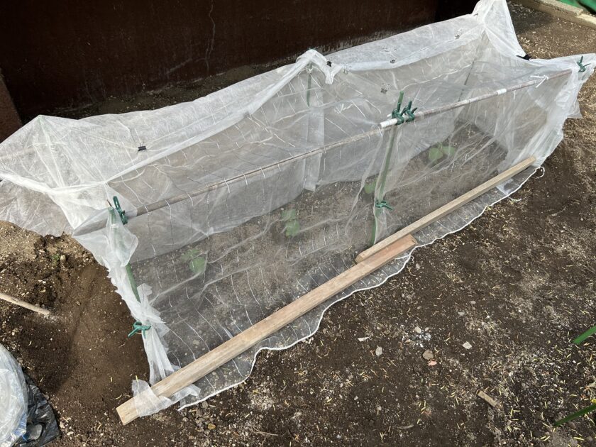 エダマメの防虫対策