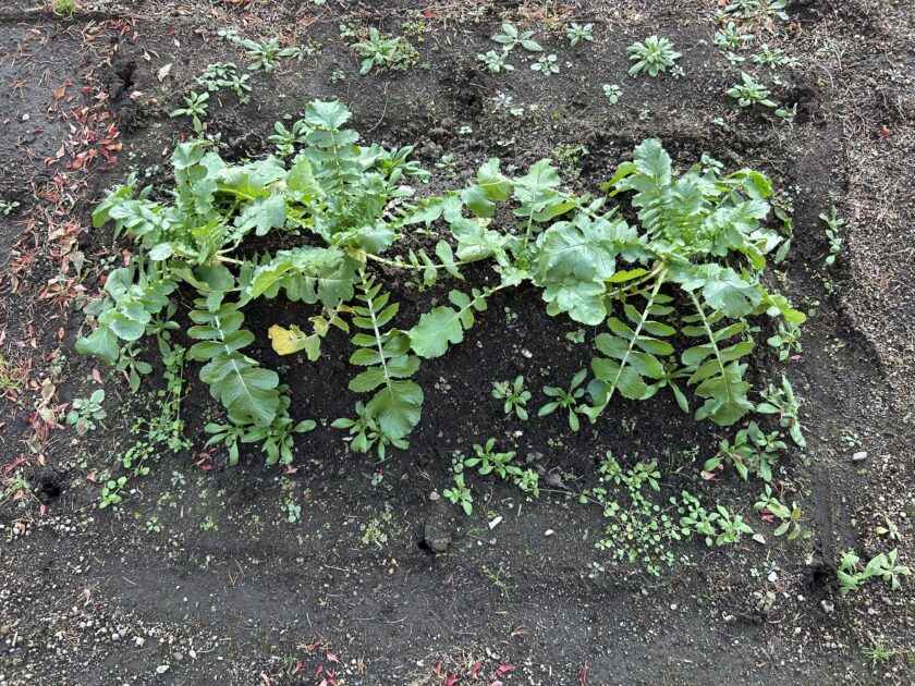 ダイコンの成長