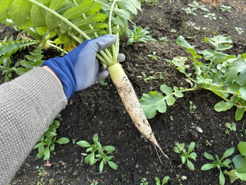 ダイコンの収穫