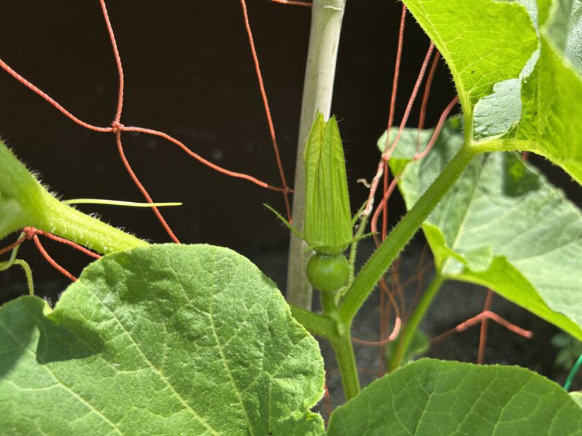 カボチャの雌花