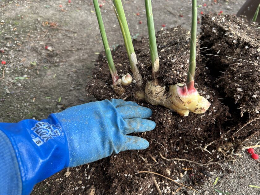 ショウガの収穫