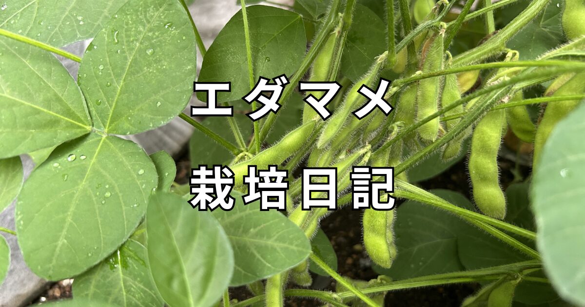 エダマメ栽培日記　サムネイル