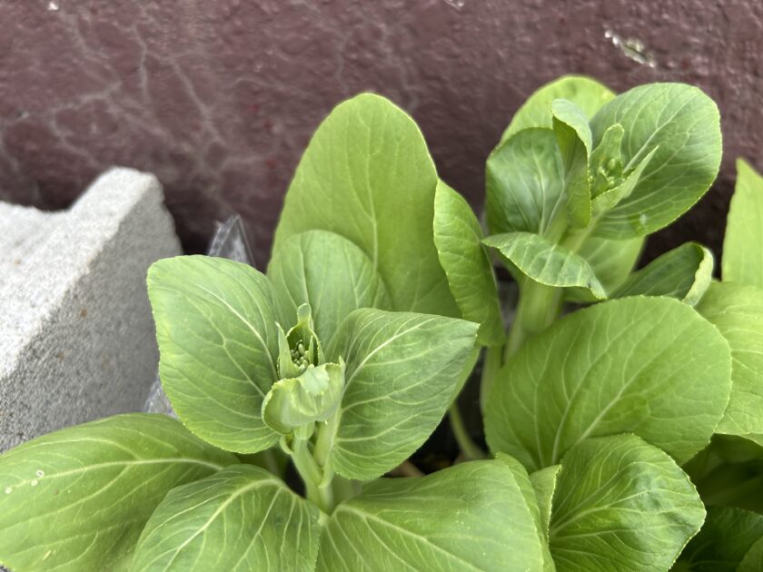 チンゲンサイの花芽