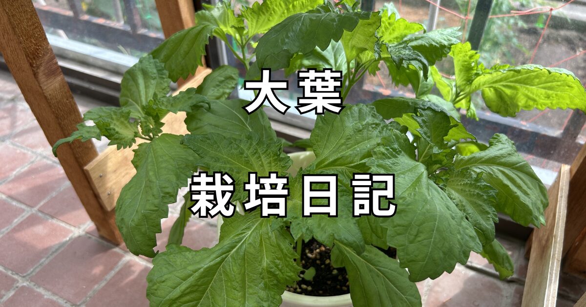 大葉栽培日記　サムネイル