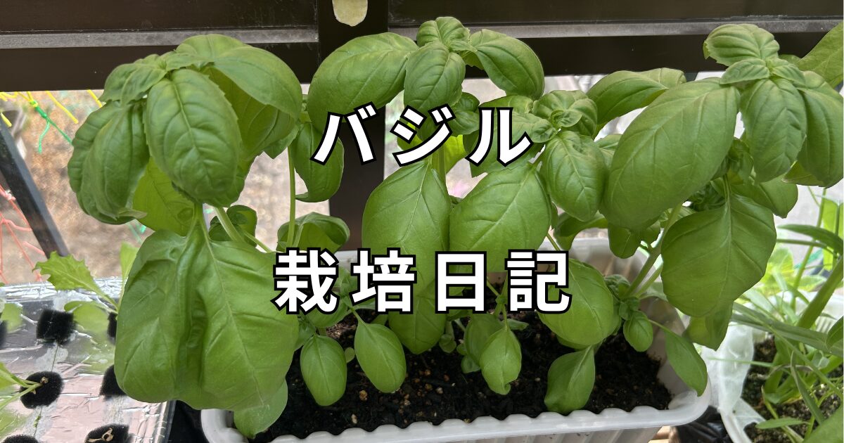 バジル栽培日記　サムネイル