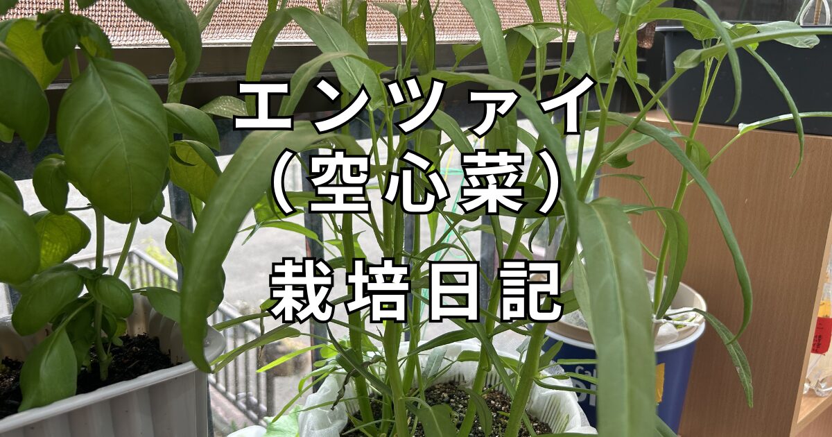 空心菜の栽培日記　サムネイル