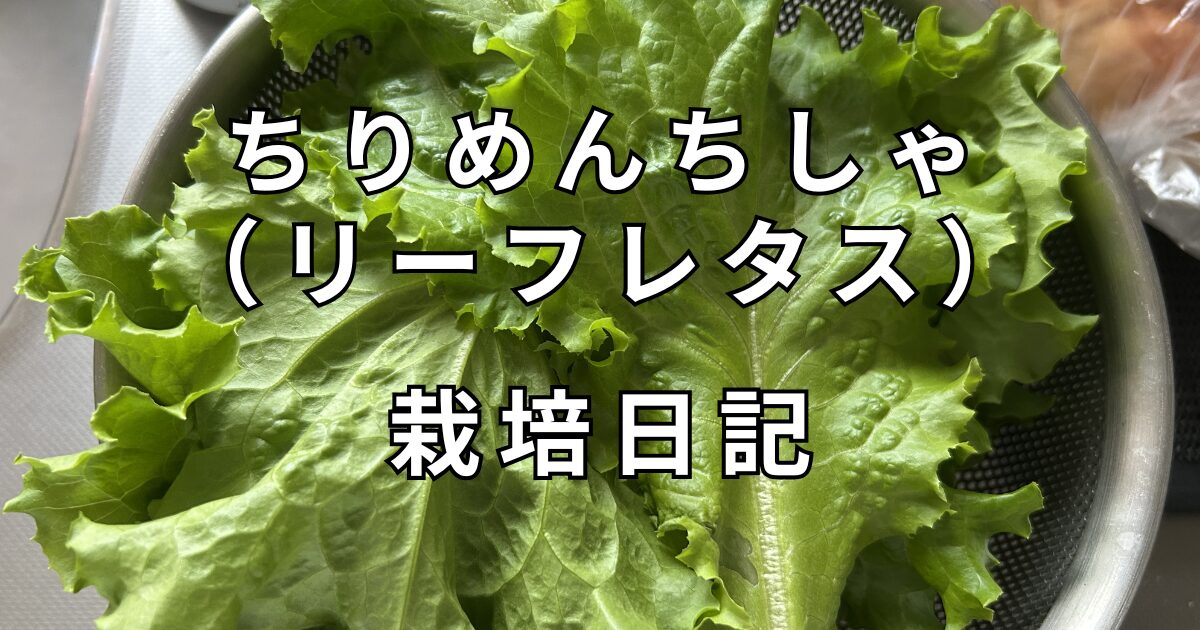 リーフレタス栽培日記　サムネイル