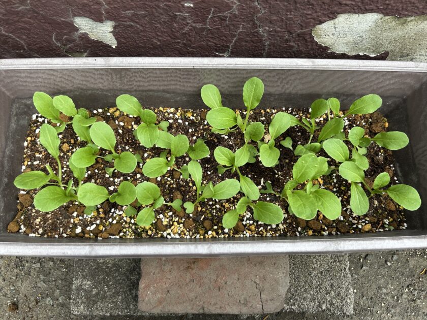 チンゲンサイの芽