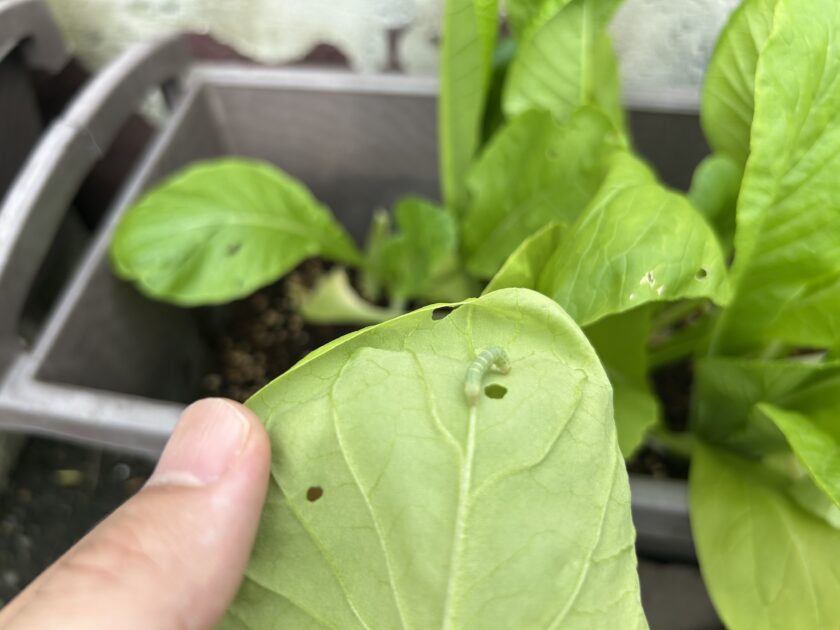 小松菜のアオムシ