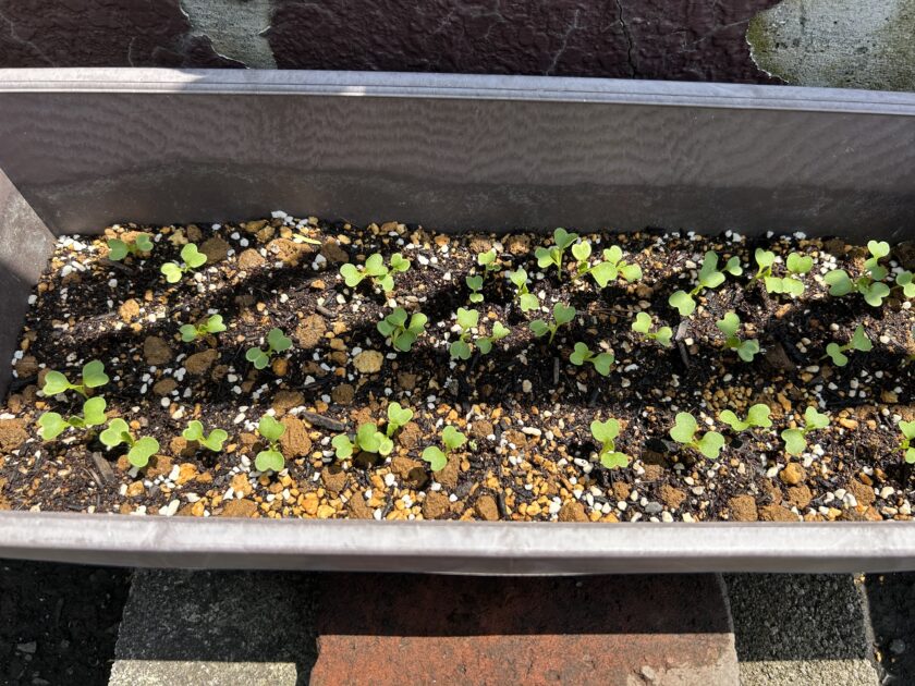 チンゲンサイの芽