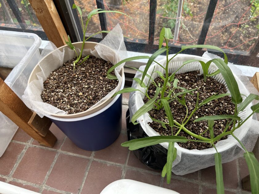 空心菜の育ち方