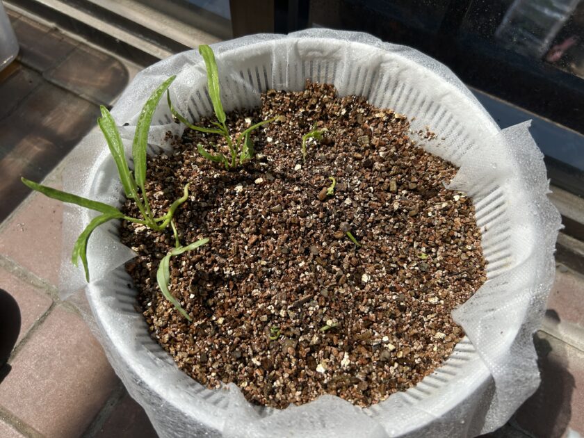 空心菜の育ち方