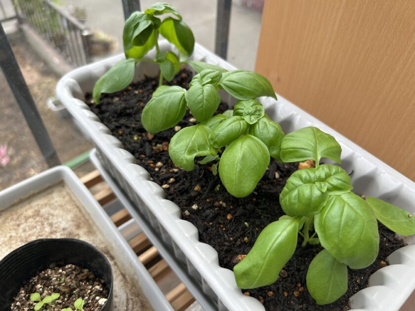 バジルの様子