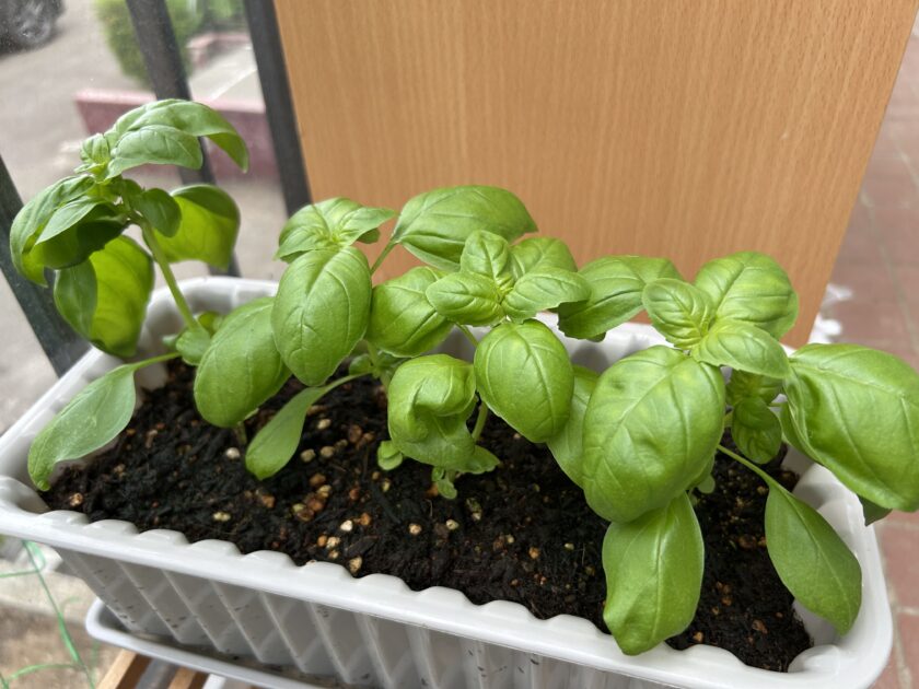 バジルの様子