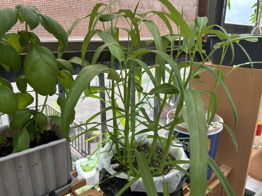 空心菜の育ち方