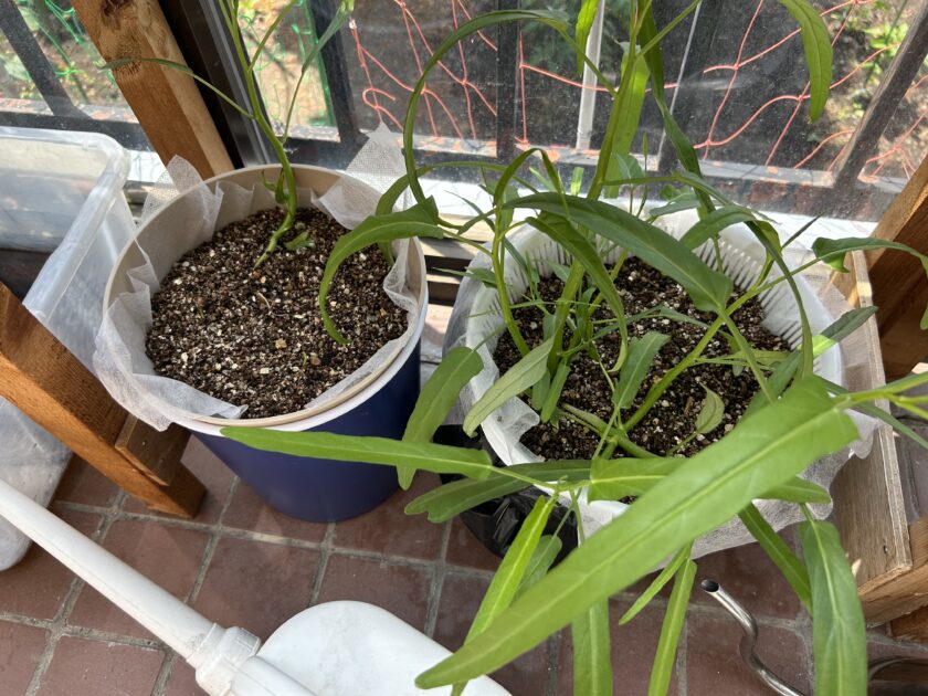 空心菜の育ち方