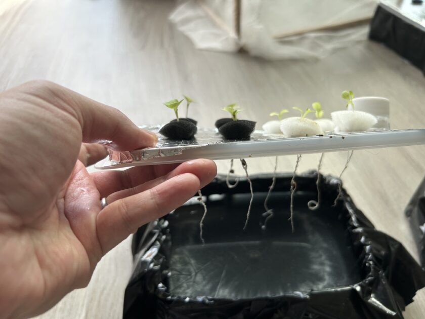 水耕栽培の準備