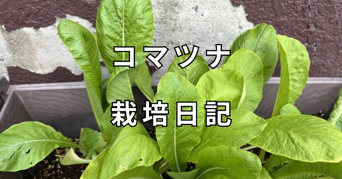 コマツナ栽培日記　サムネイル