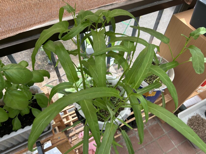 空心菜の基本情報