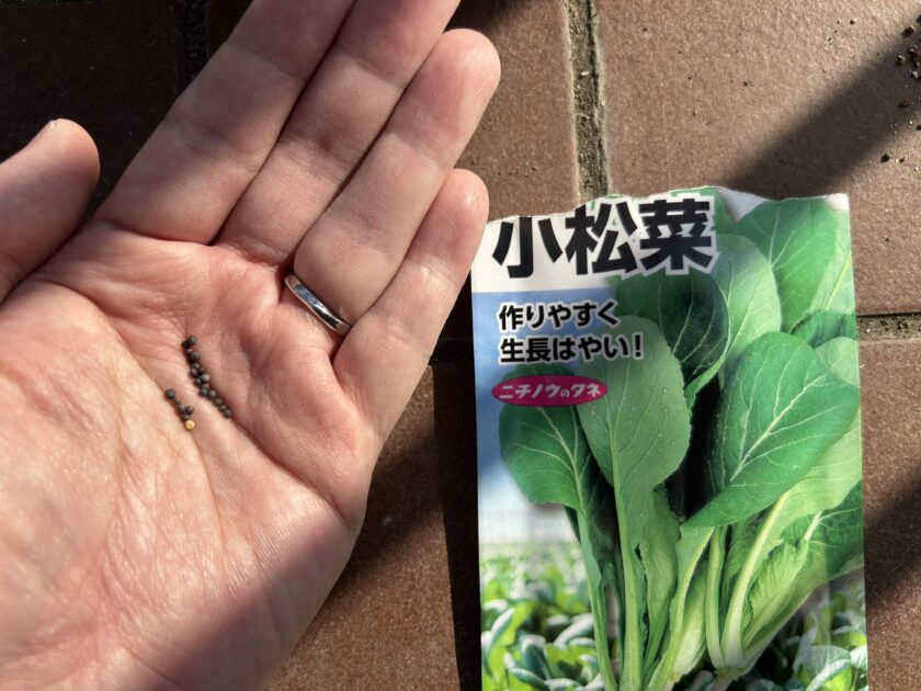 コマツナの種