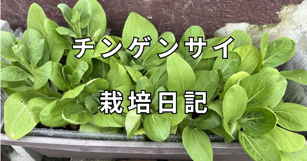 チンゲンサイ栽培日記　サムネイル