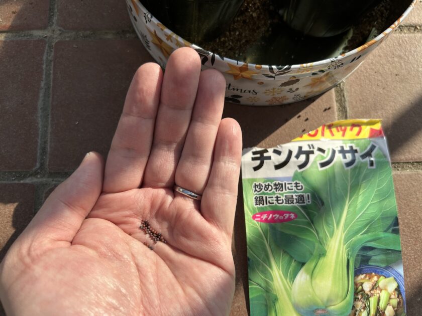 チンゲンサイの種