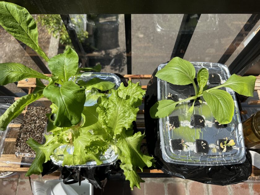 リーフレタスの成長