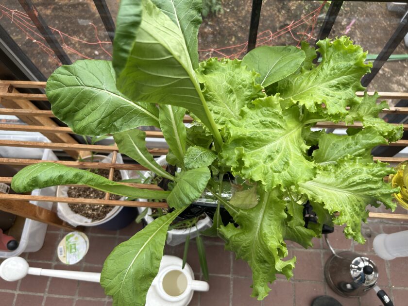 リーフレタスの成長