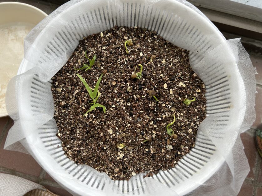 空心菜の育ち方