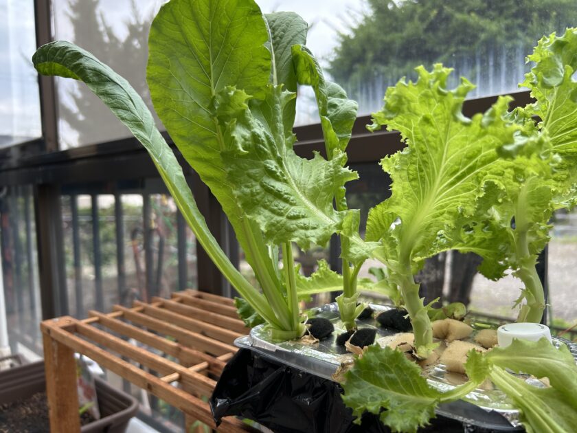 リーフレタスの成長