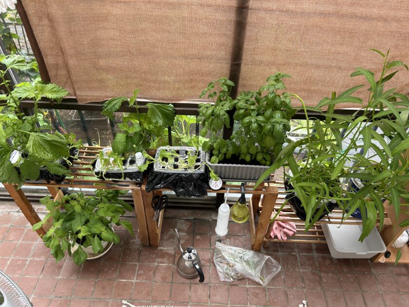 空心菜の育ち方