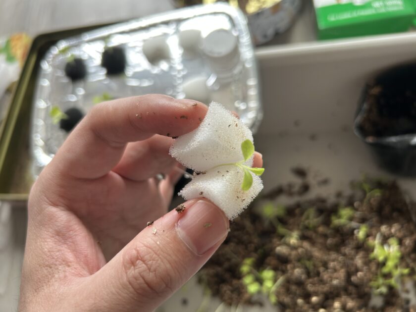 水耕栽培の準備