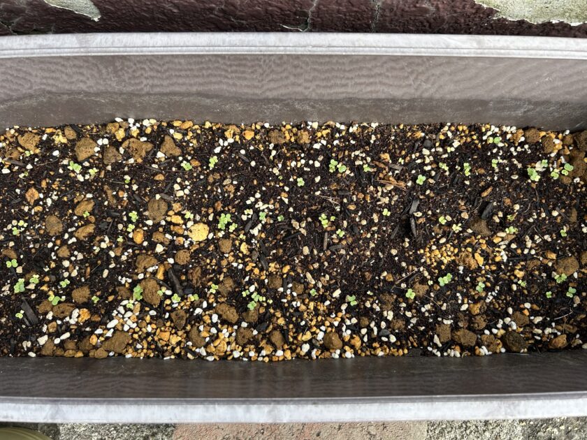 チンゲンサイの芽