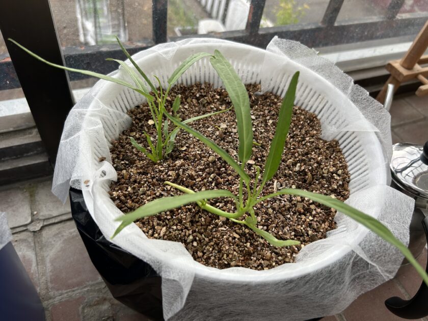 空心菜の育ち方