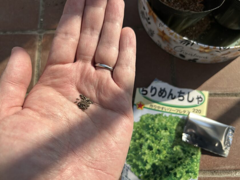 リーフレタスの種