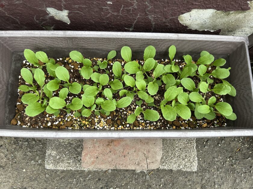 チンゲンサイの芽