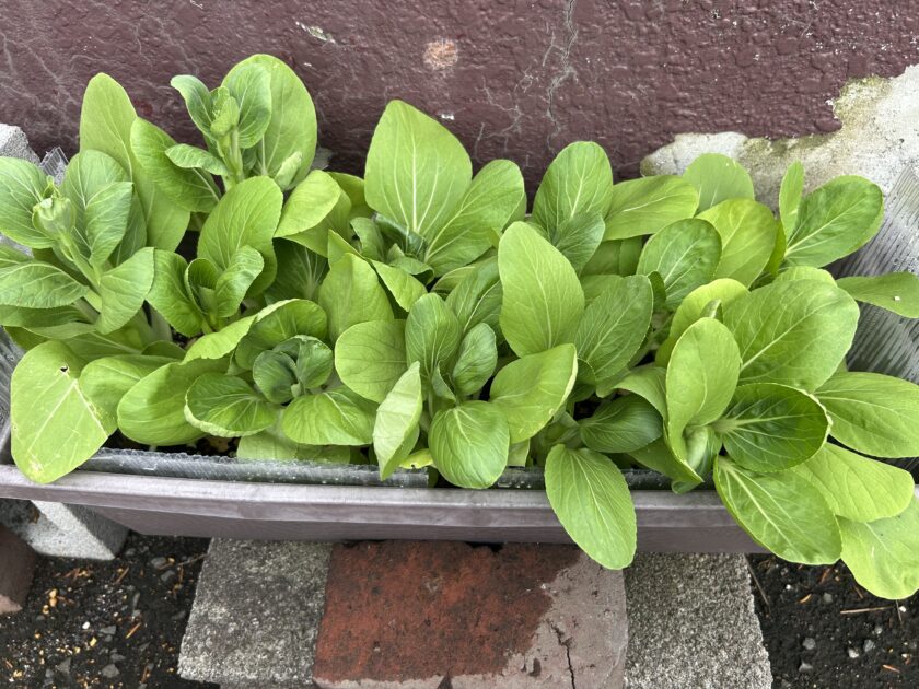 チンゲンサイ収穫