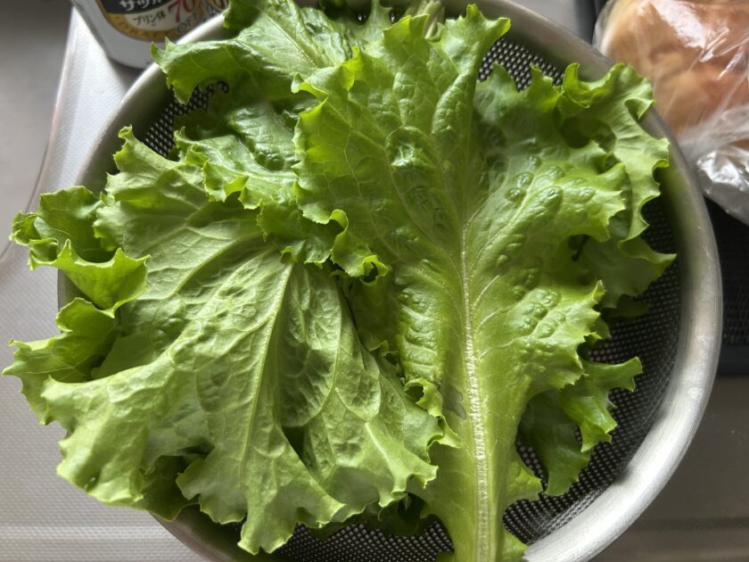 リーフレタス収穫