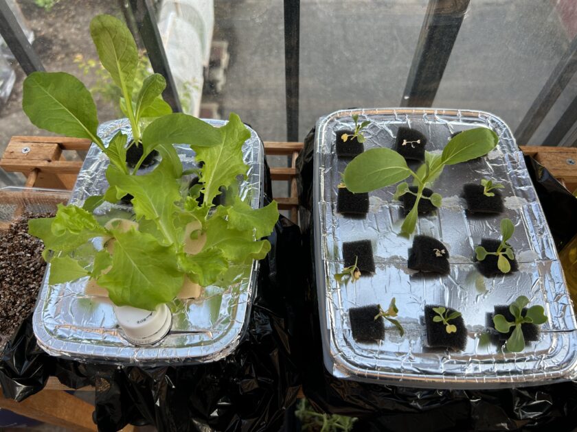 リーフレタスの成長
