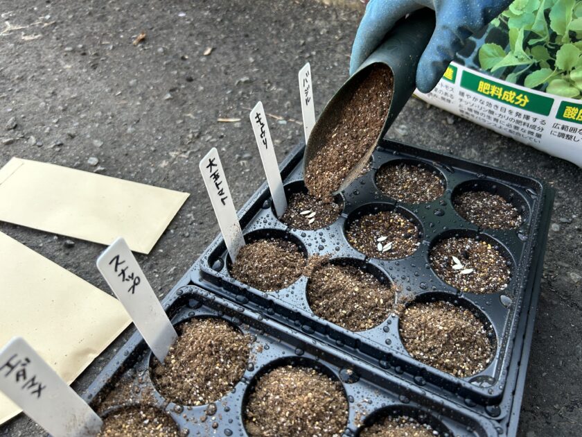 バジルの種まき