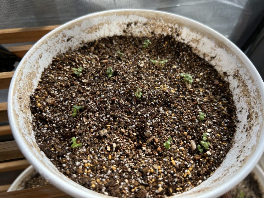 サンチュの発芽