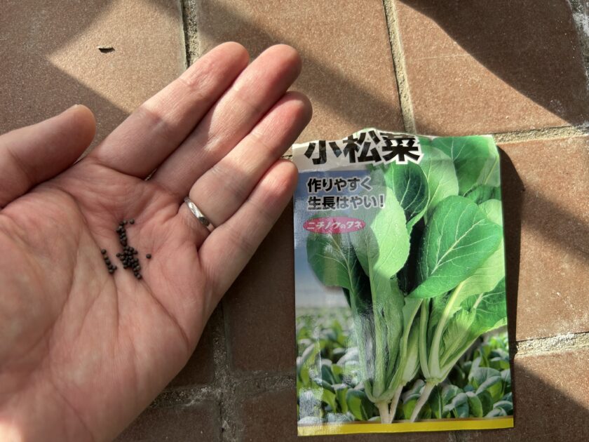コマツナの種まき